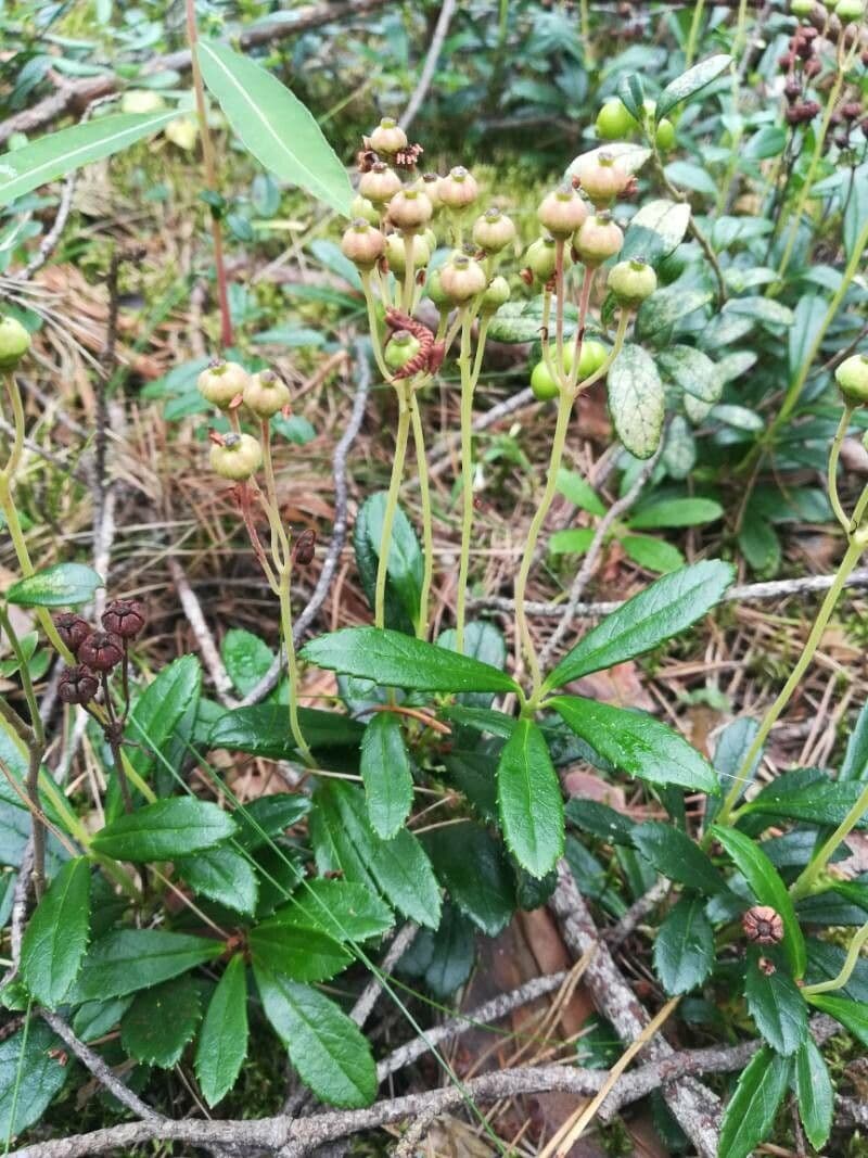 Chimaphila umbellata mit rosa Bluten