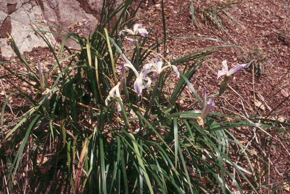 Violette Bluten von Purdys Iris aus Nordkalifornien