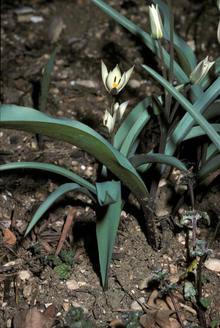 Tulipa turkestanica with white flowers