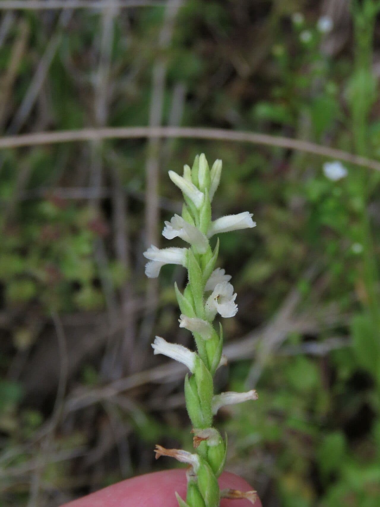 Fleurs Spiranthes aestivalis
