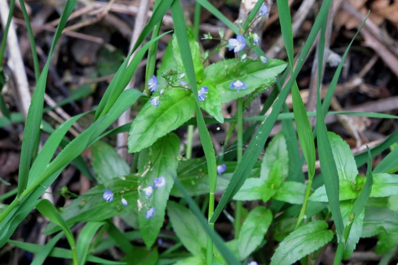 Amerikaanse ereprijs met kleine blauwe bloemetjes langs een beekrand