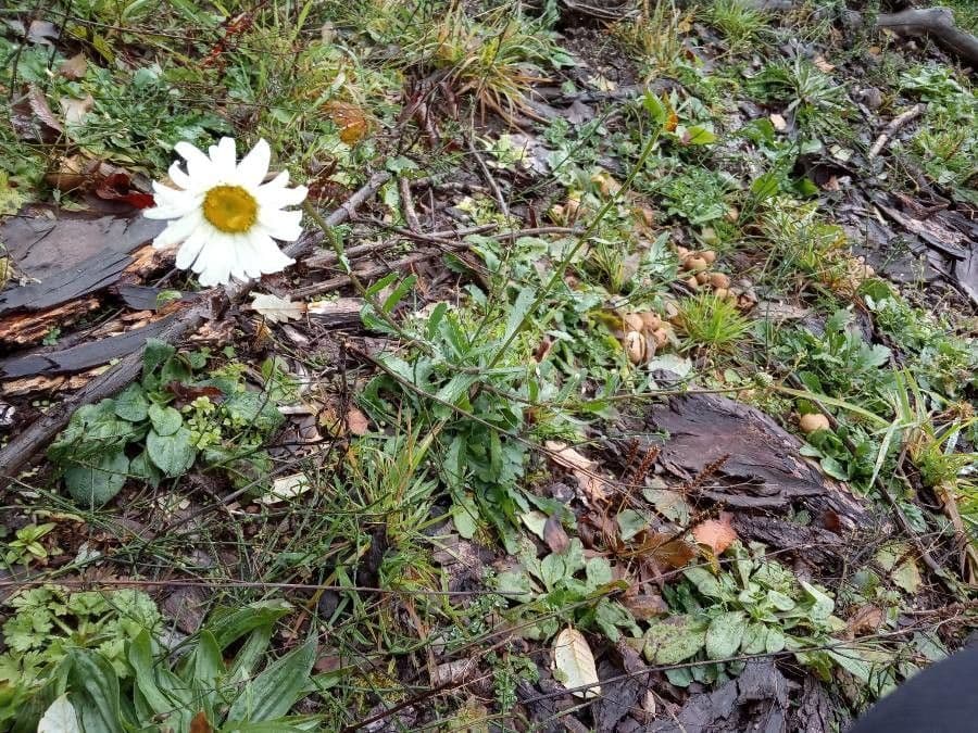 Marguerite commune en pleine floraison dans une prairie naturelle