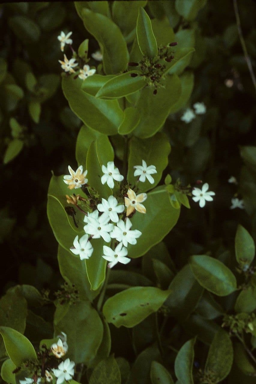White fragrant flowers of Gold Coast jasmine on green foliage