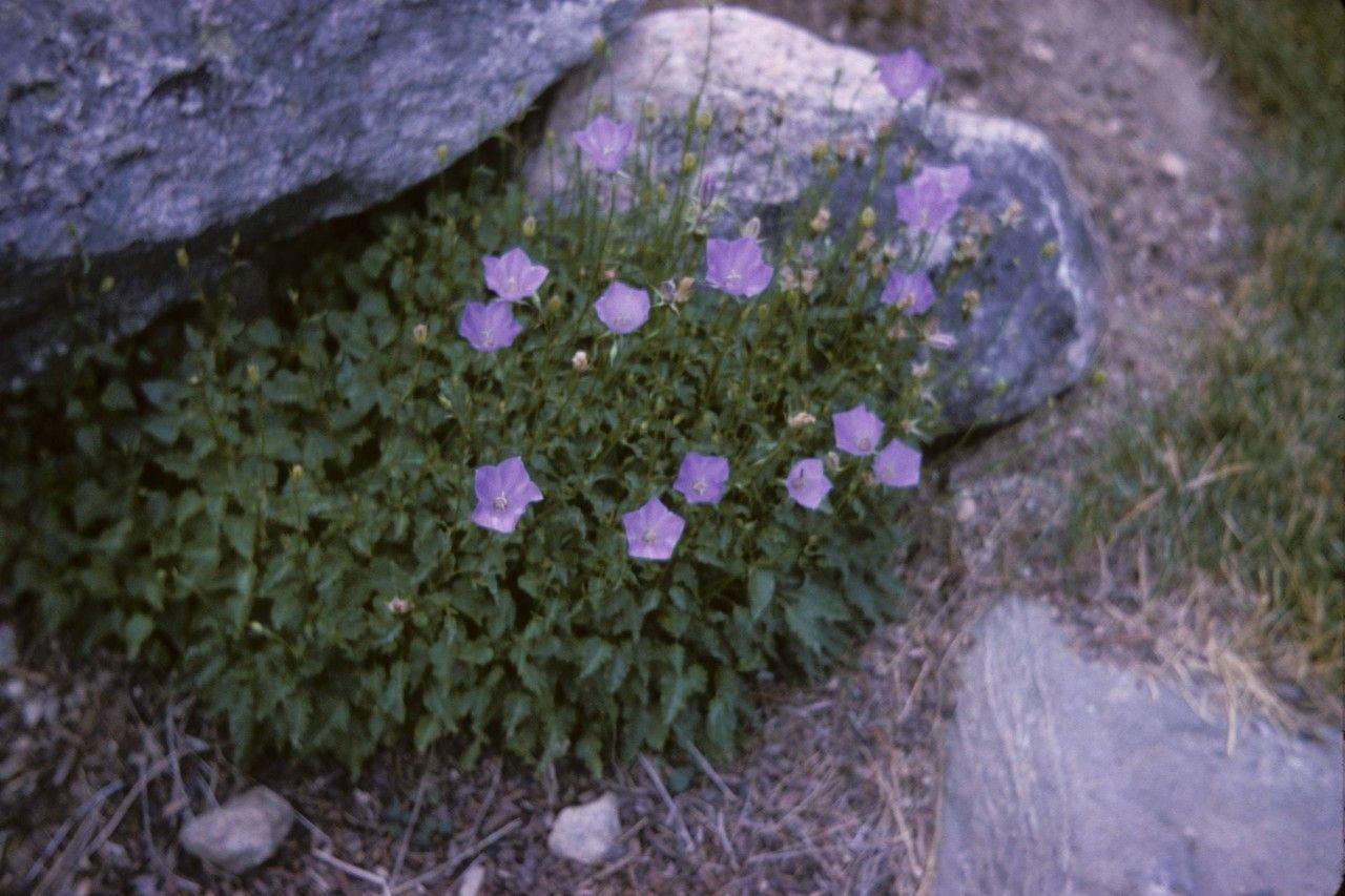 Blauwe Karpatenklokjes in volle bloei op een zonnige graszode tussen stenen