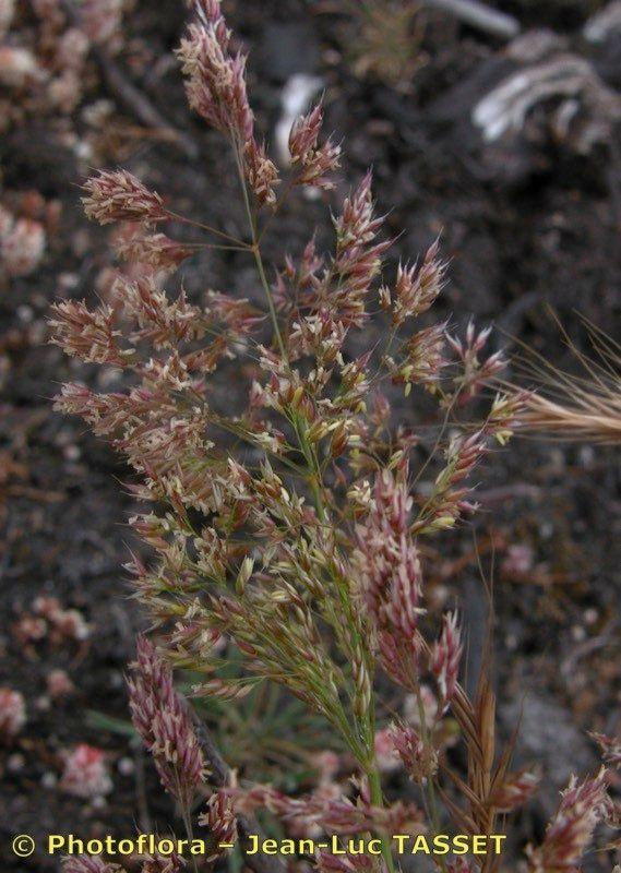 Sand-Straußgras in voller Blüte auf einer sonnigen, trockenen Böschung