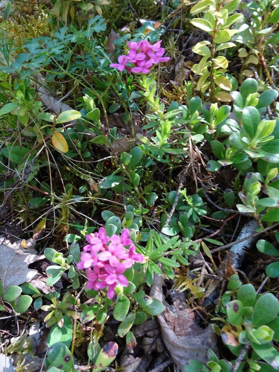 Garland-flower in bloom