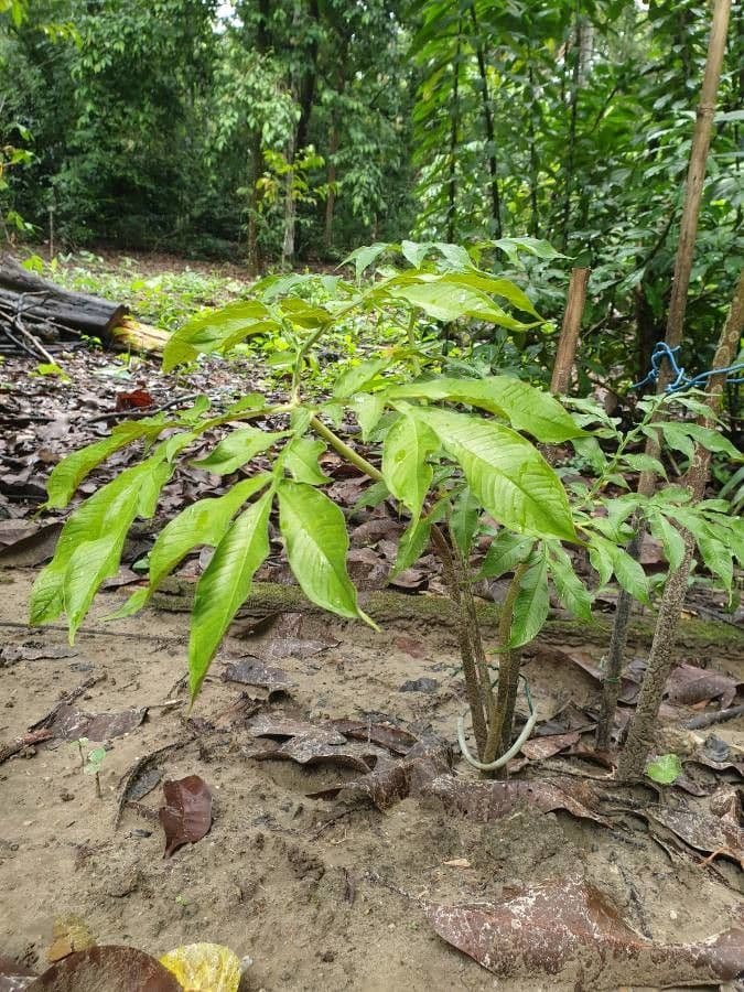 Amorphophallus paeoniifolius elephant foot yam large leaves