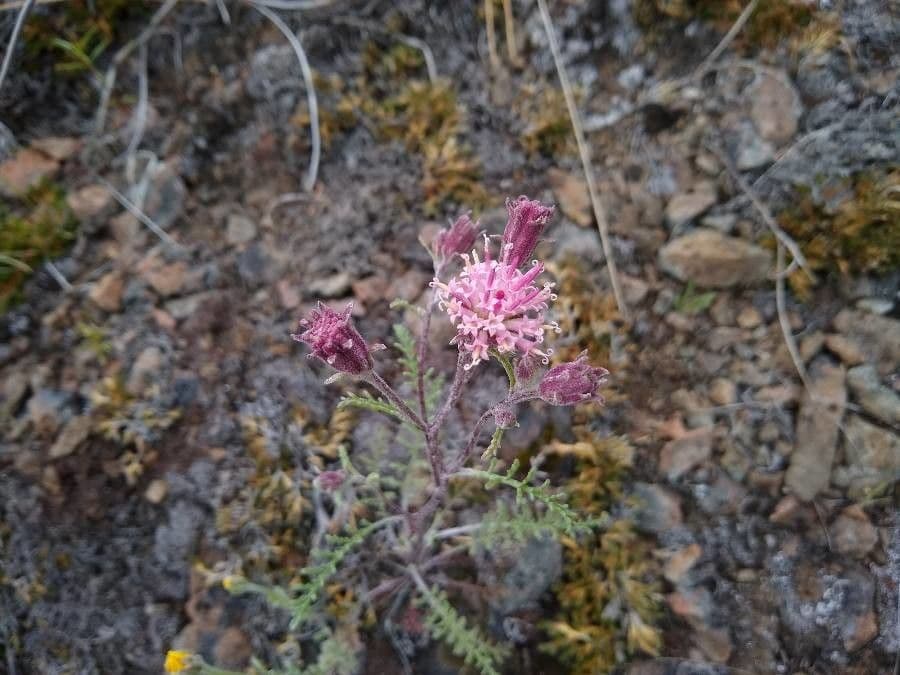 Chaenactis douglasii mit weißen gepuderten Blütenköpfchen auf grauem Stängel