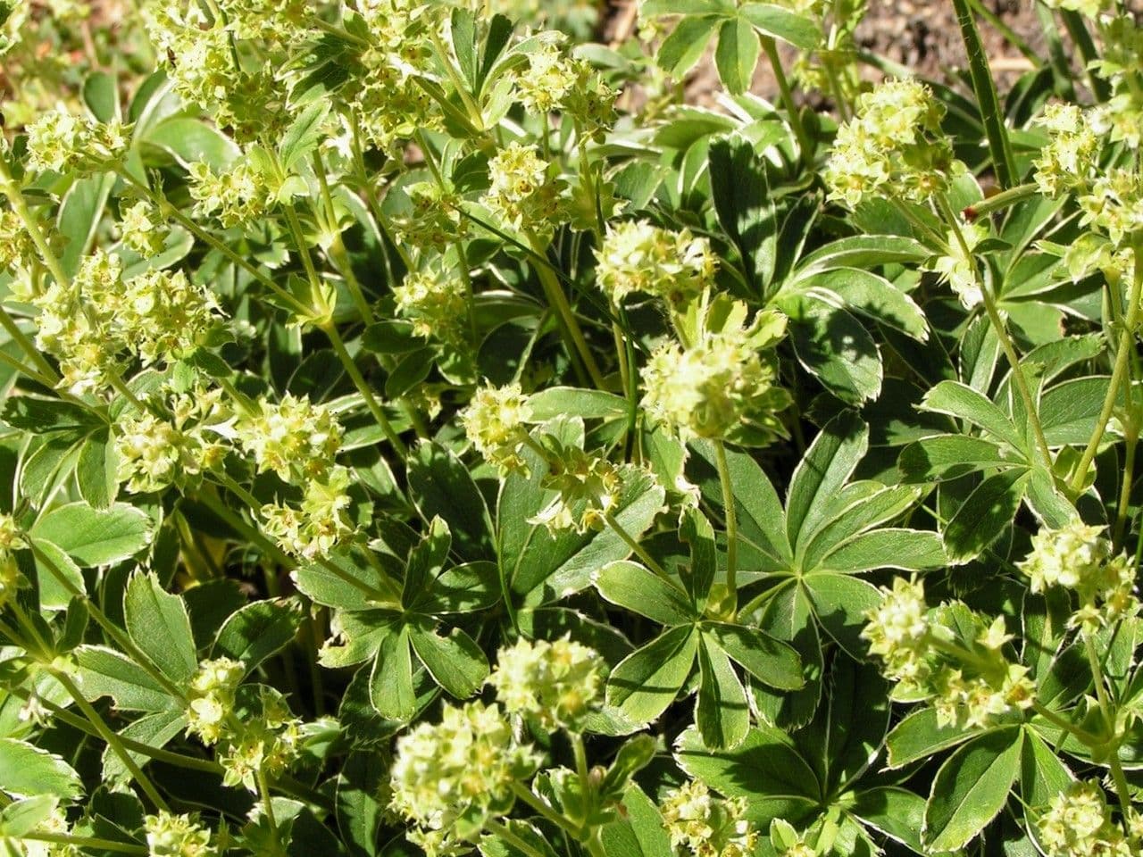 Kalkalpen-vrouwenmantel (Alchemilla alpigena) in bloei in een berglandschap