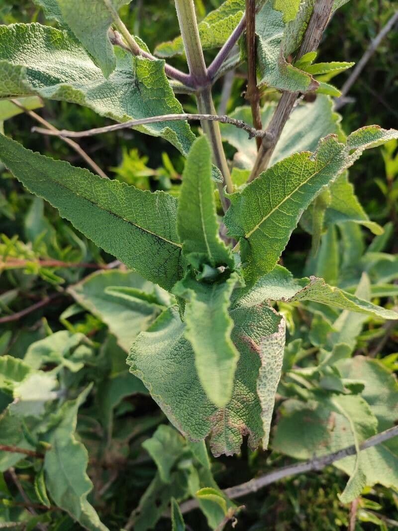 Rubus infestus rode stengels