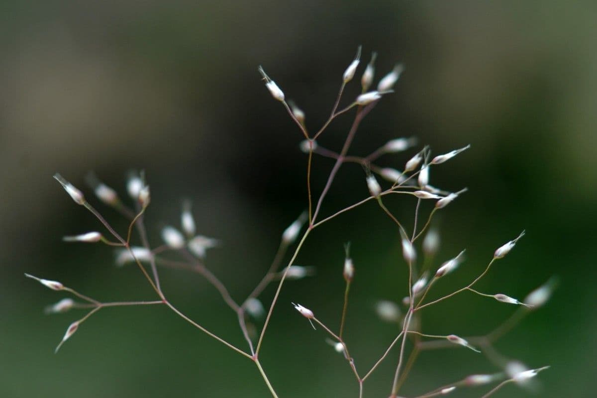 Aira cupaniana - silvery hair grass with fine silver-white flower plumes in April