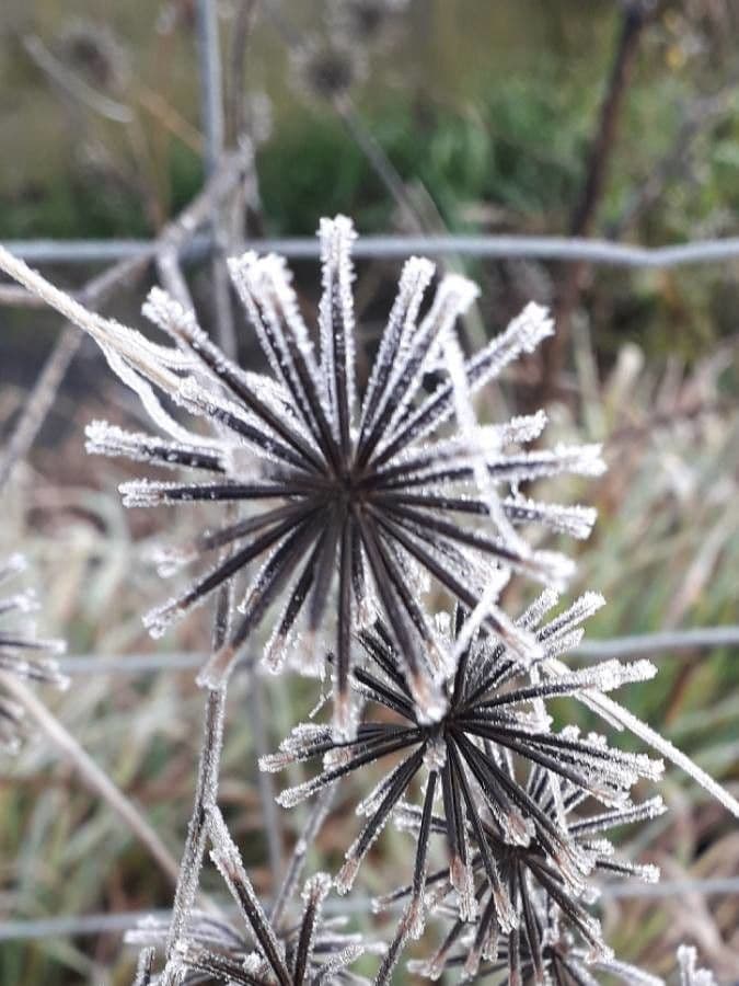 Seed pods with distinctive needle-like appendages