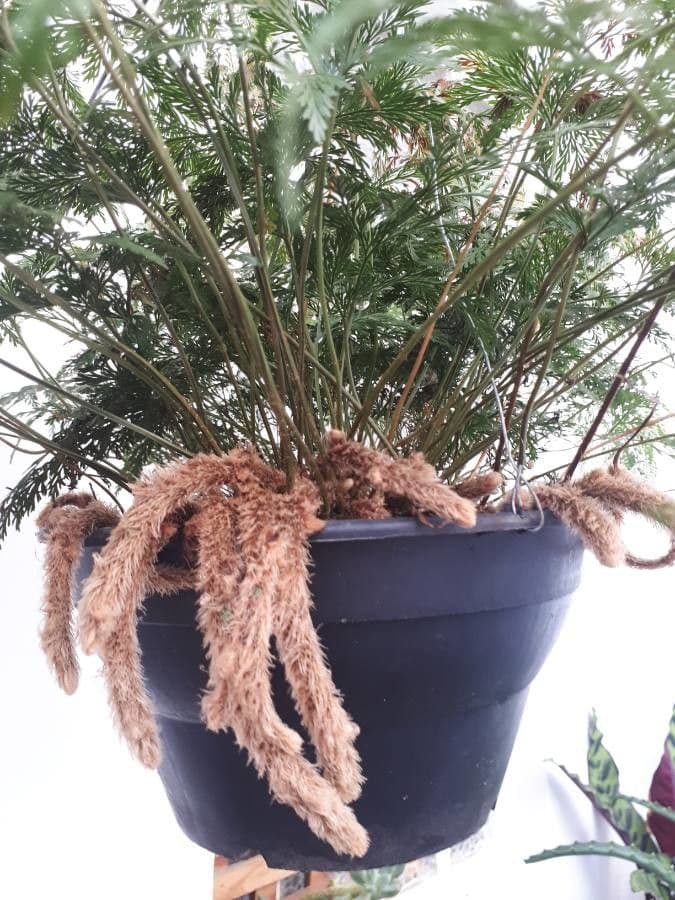 Fougere patte-de-lievre avec rhizomes velus et frondes vertes delicates