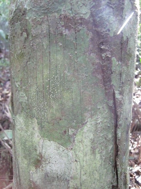 Oenocarpus bataua Palme mit federigen grunen Blattern