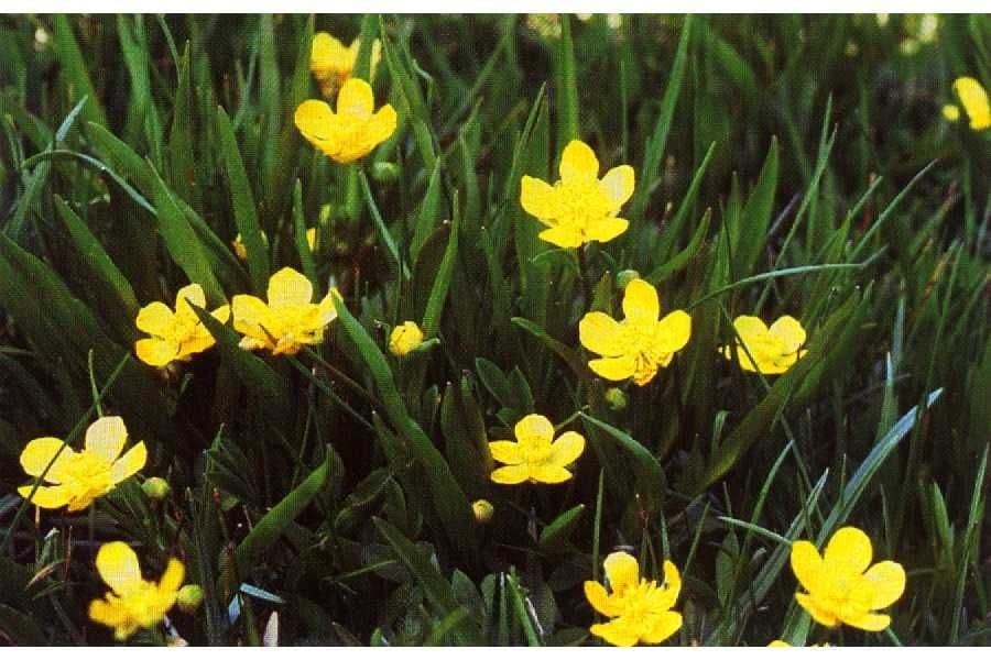 Ranunculus alismifolius with bright yellow flowers at water margin