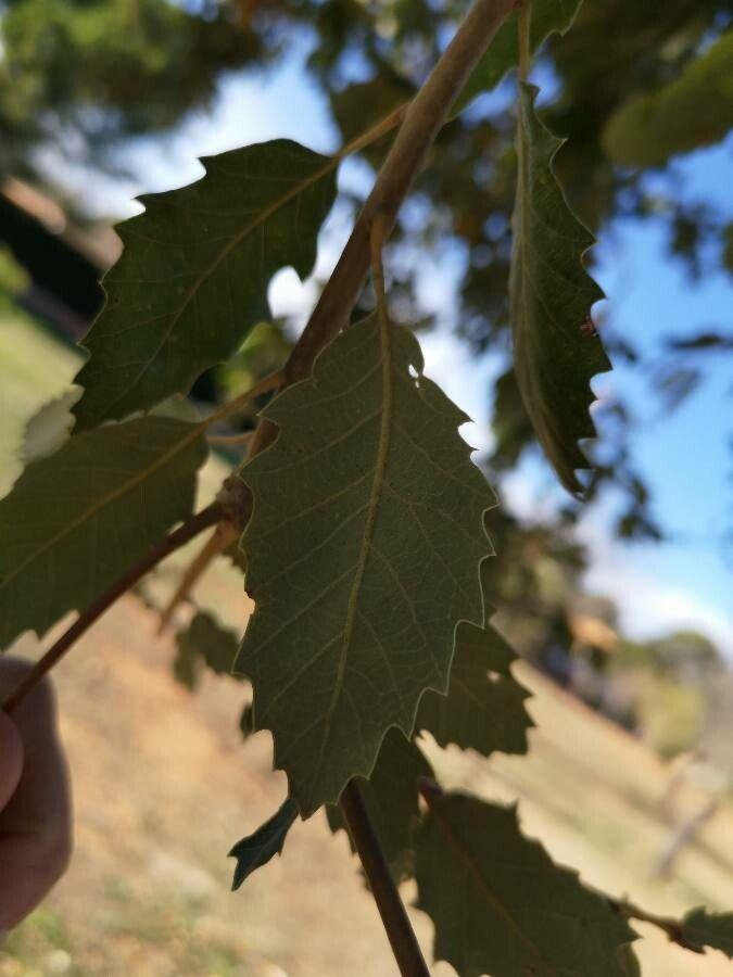 Chêne fagine adulte avec couronne dense et feuillage brillant dans un jardin sec et ensoleillé