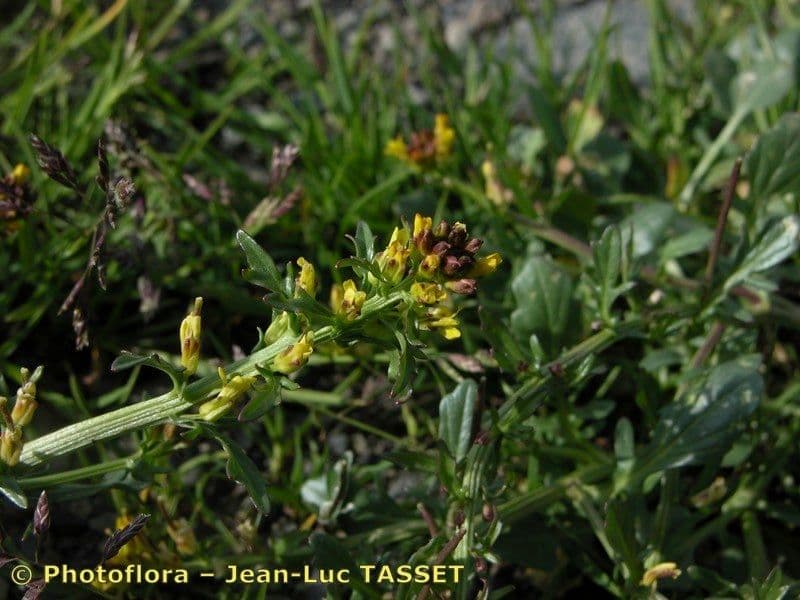 Barbarea bracteosa en fleur avec ses bractees caracteristiques