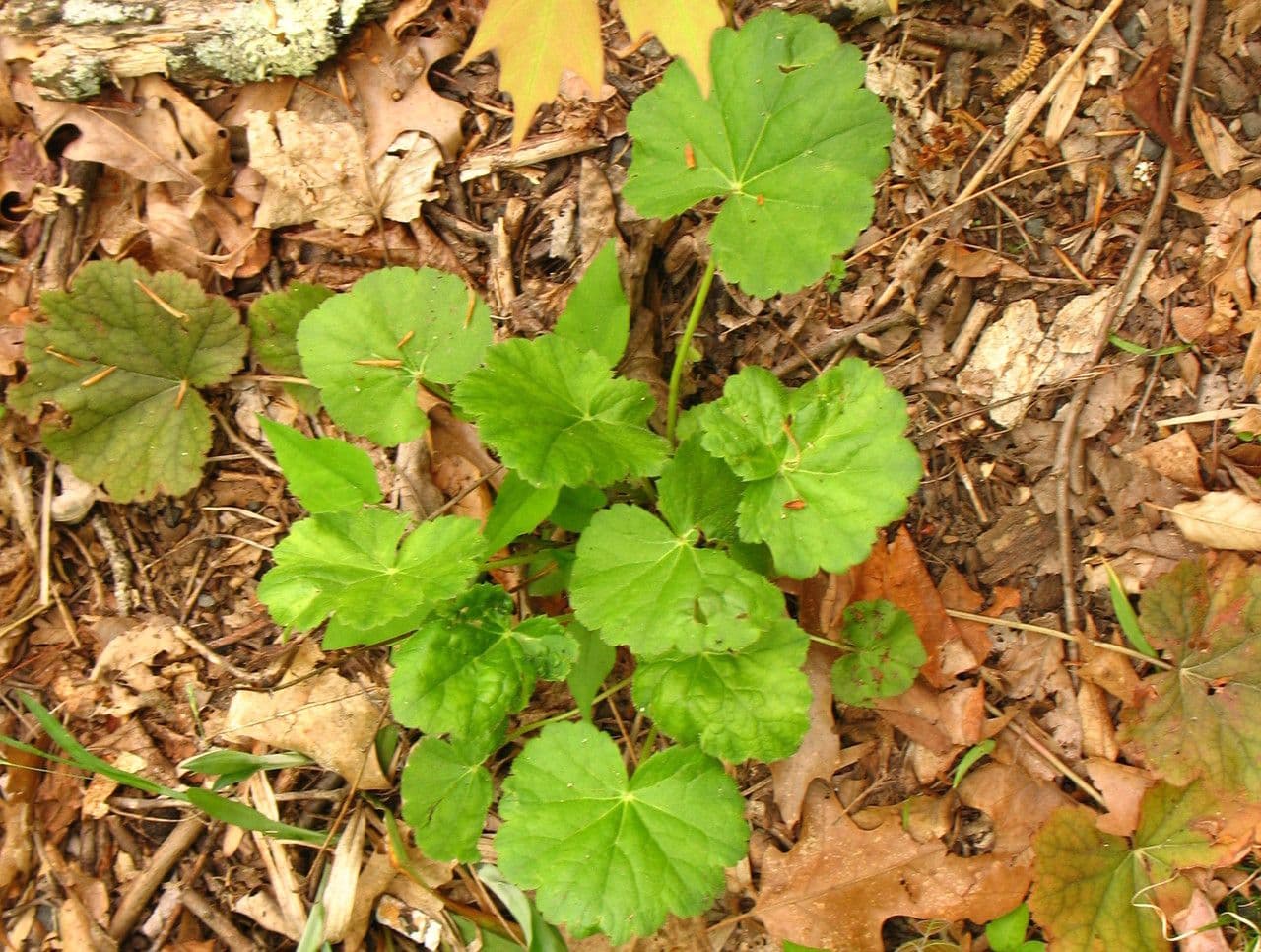 Geäderte Heuchera americana Blätter mit rötlichen Unterseiten