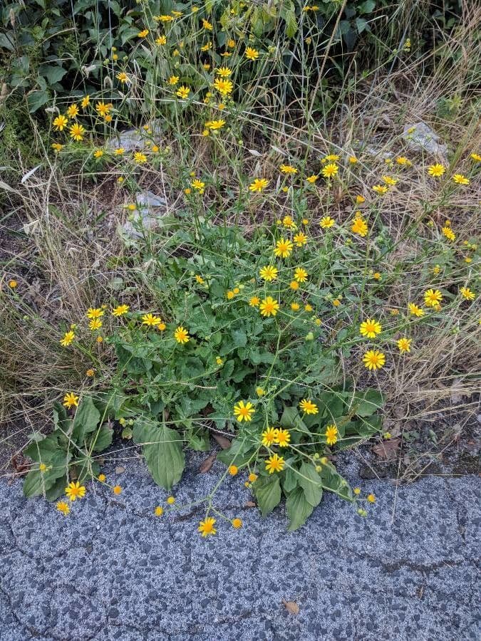 Jacobaea erratica with yellow flowers and green foliage in wet habitat