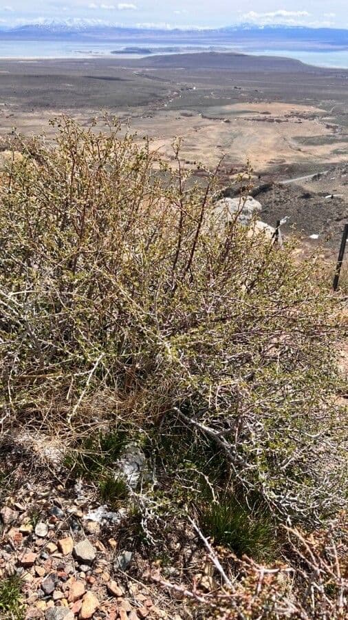 Wüsten-Stachelbeere (Ribes velutinum) in trockener Berglandschaft mit Mineralboden