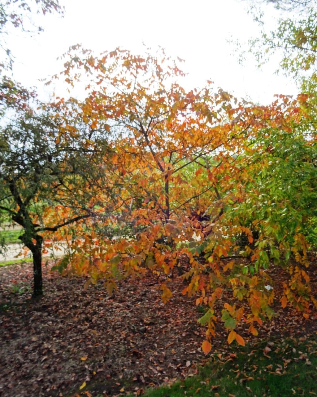 Chinese gall tree in natural growth with autumn foliage