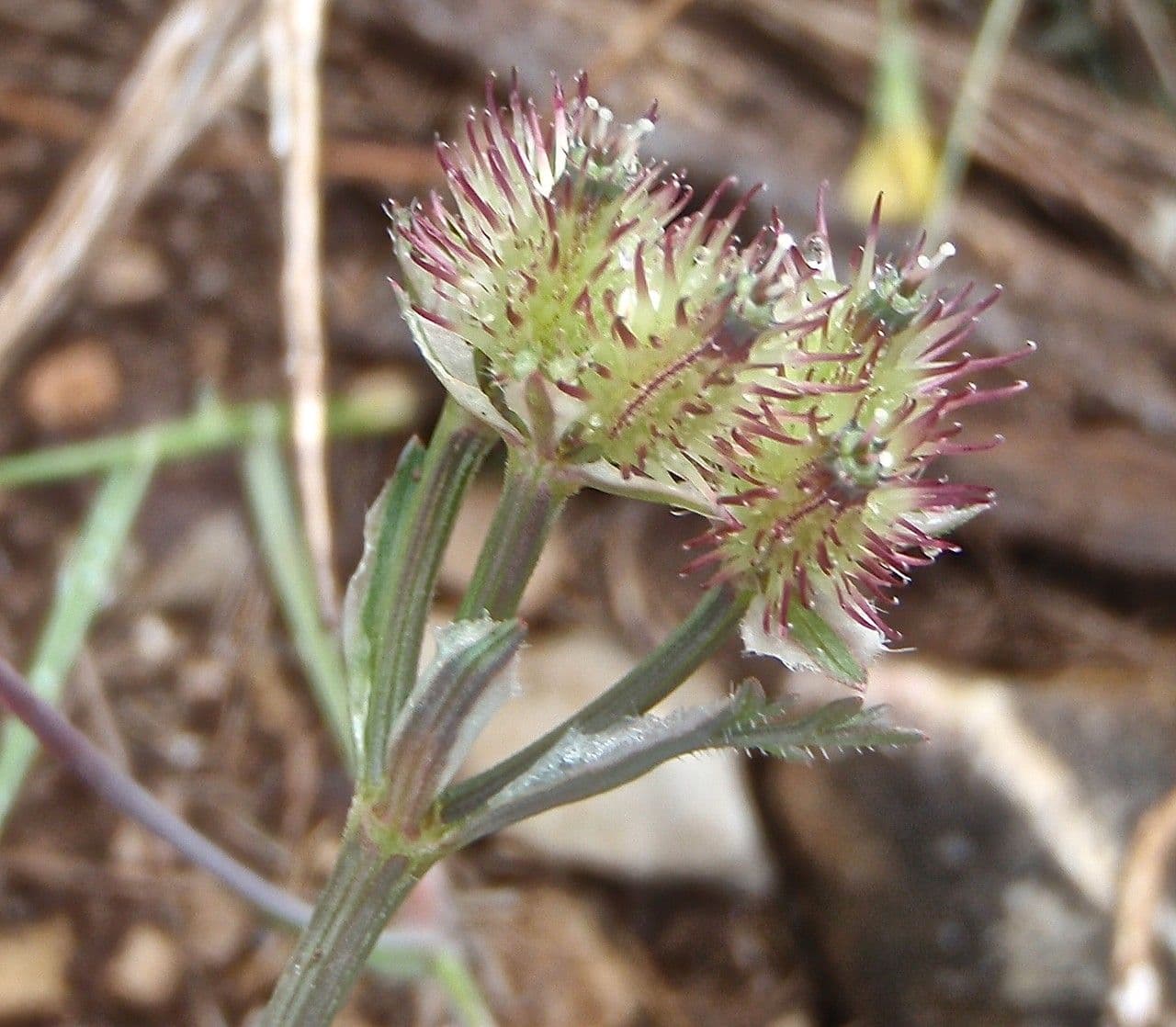 Fleur et structure de fruit Caucalis platycarpos