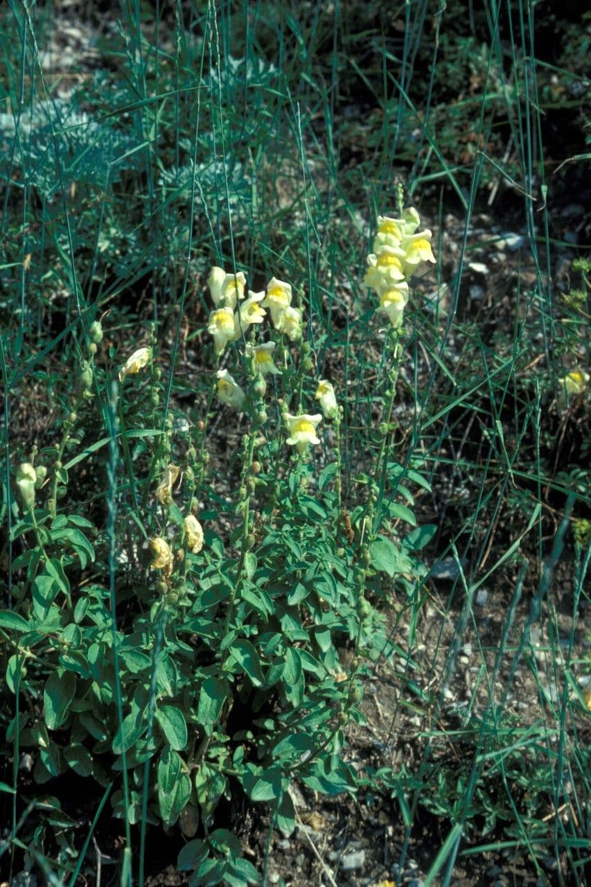 Yellow snapdragon with yellow and purple snapdragon flowers