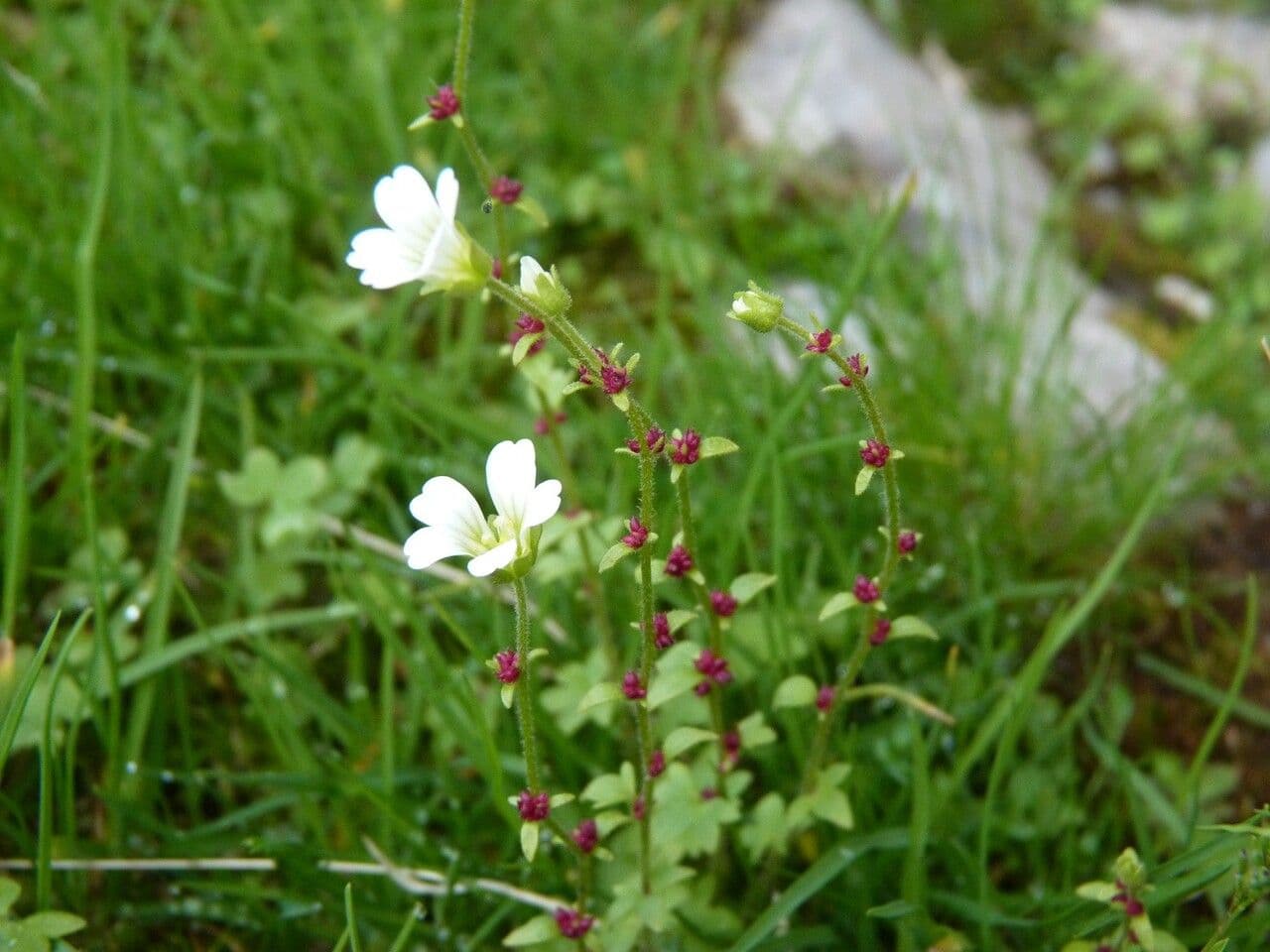 Saxifraga bulbifera bolsteenbreek met witte bloemen en bladokselbolletjes op een rotsige standplaats