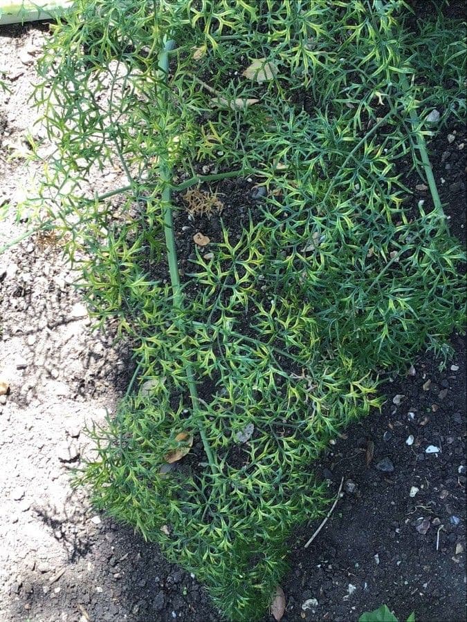 Ferula assa-foetida met karakteristieke fijne bladvering en delicate structuur