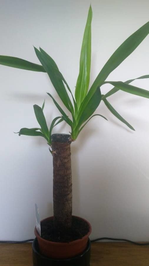 Giant yucca plant with white flowers