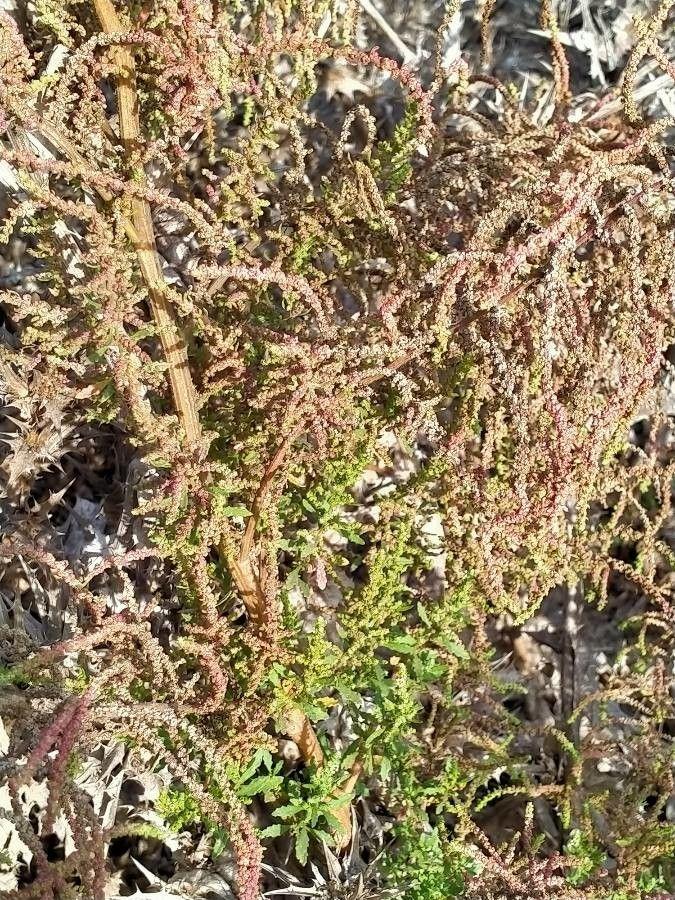 Klebriger Gänsefuß (Dysphania botrys) in voller Blüte auf einer trockenen Rabatte
