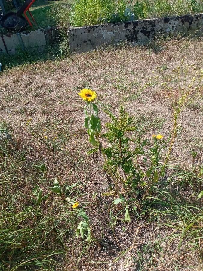 Gele bloemen van Helianthus debilis in bloei