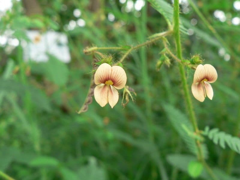 Gele bloemen van Aeschynomene indica