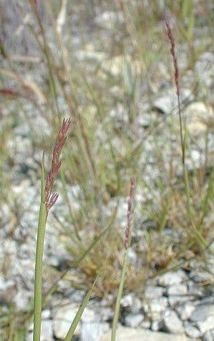 Sporobolus neglectus jaarlijks zaaigras