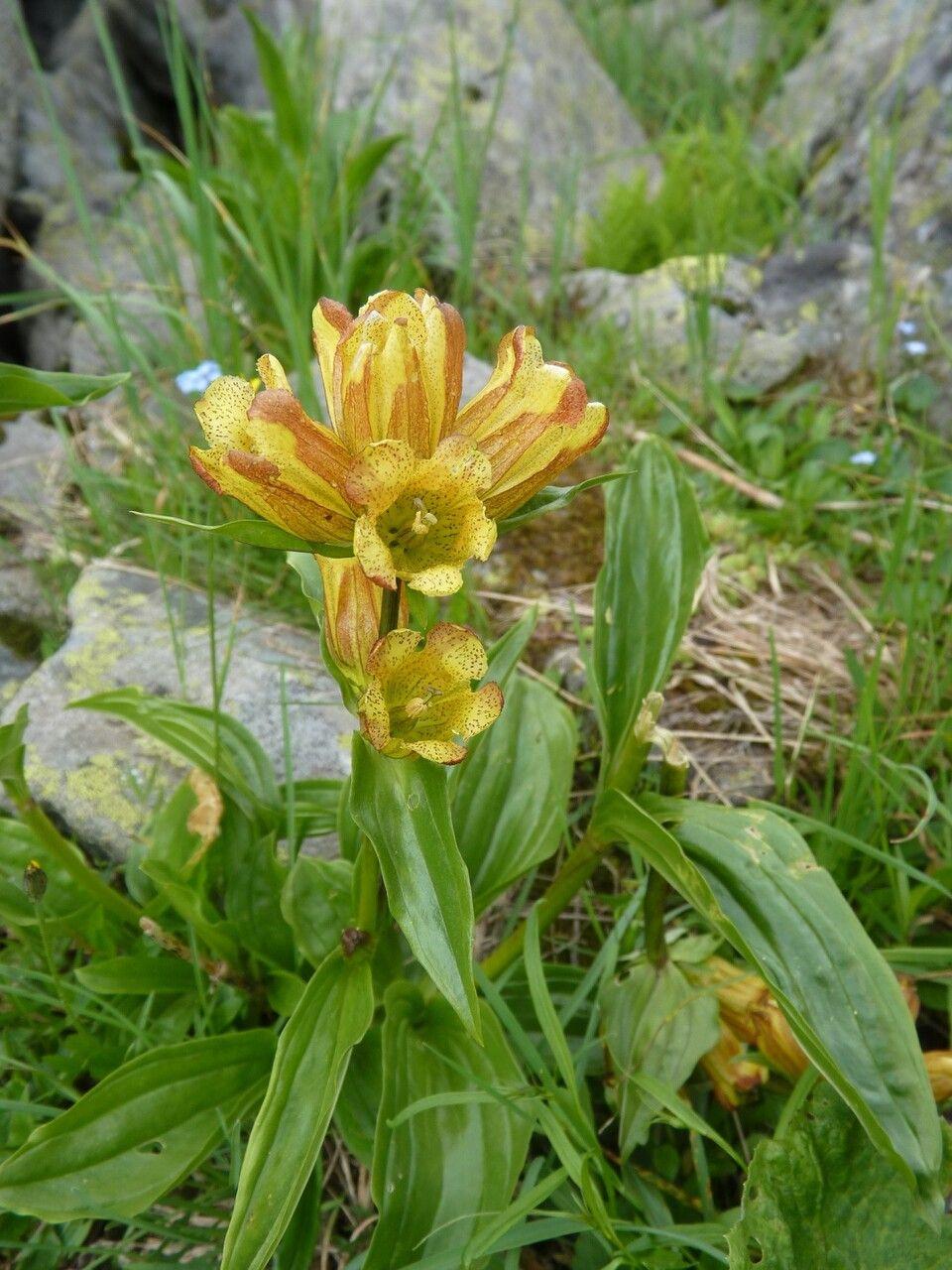 Gentiane ponctuée aux fleurs bleues dans un jardin rocheux