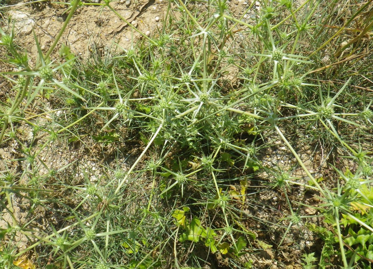 Eryngium creticum (Kretische eryngo) met blauwe bloemen