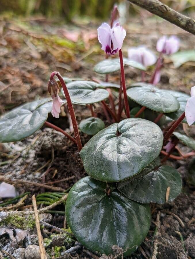 Pink flowers of Cyclamen coum