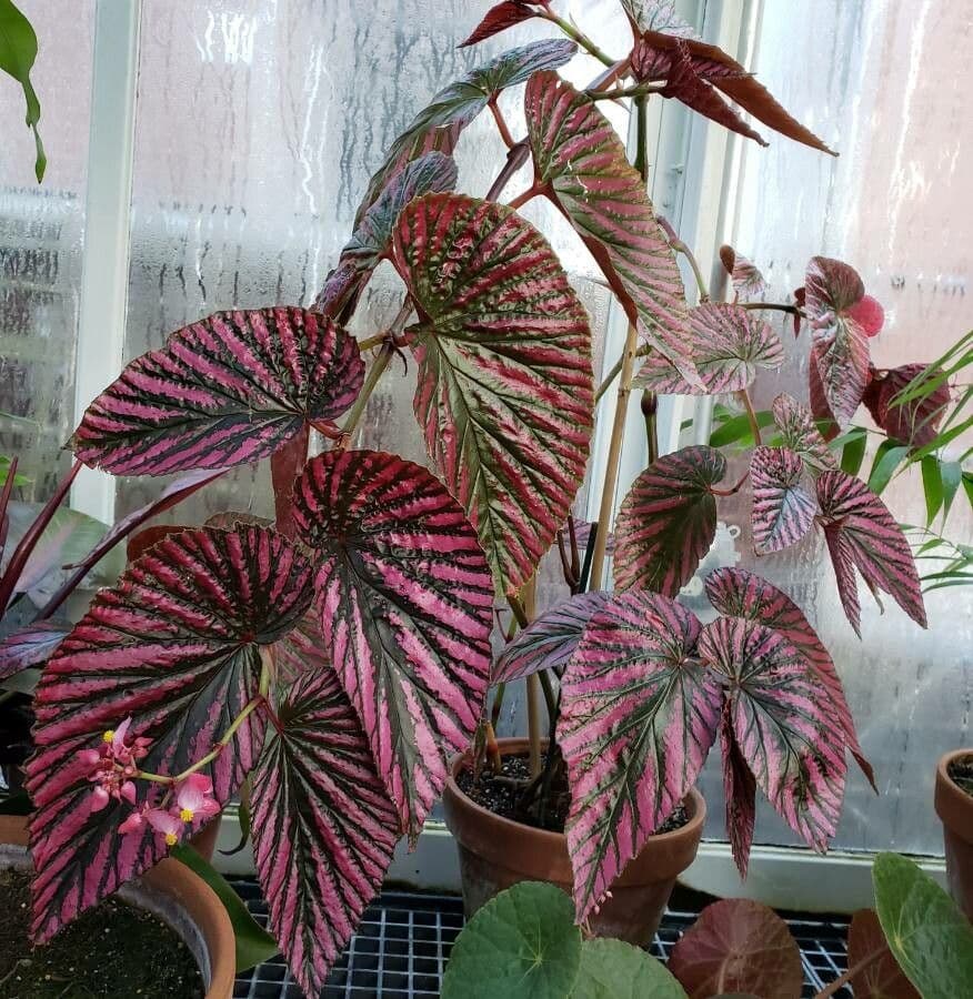 Plante Begonia brevirimosa avec feuillage magnifique