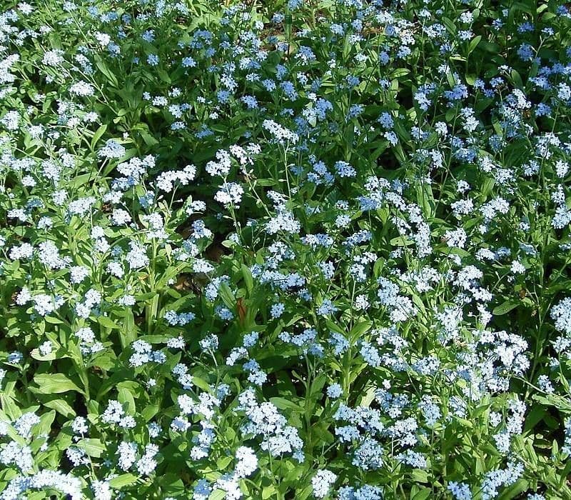 Myosotis asiatica - Myosotis alpin asiatique avec de petites fleurs bleu intense