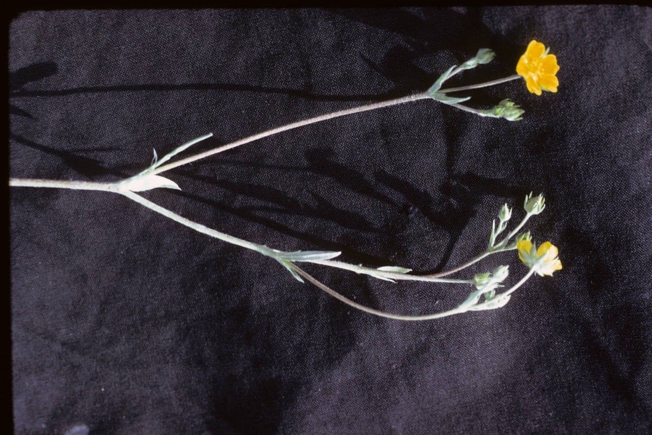 Zilverglanzende bladeren van Wollig Zilverkruid met gele bloemen