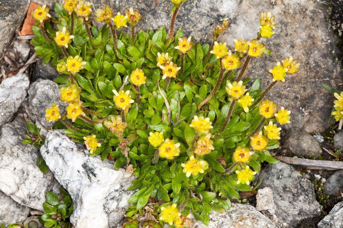 Saxifraga seguieri met gele bloemen in alpine habitat