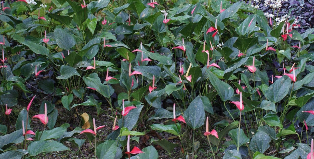Anthurium andraeanum met glanzende rode spatelbloem en gele meeldraadstengel