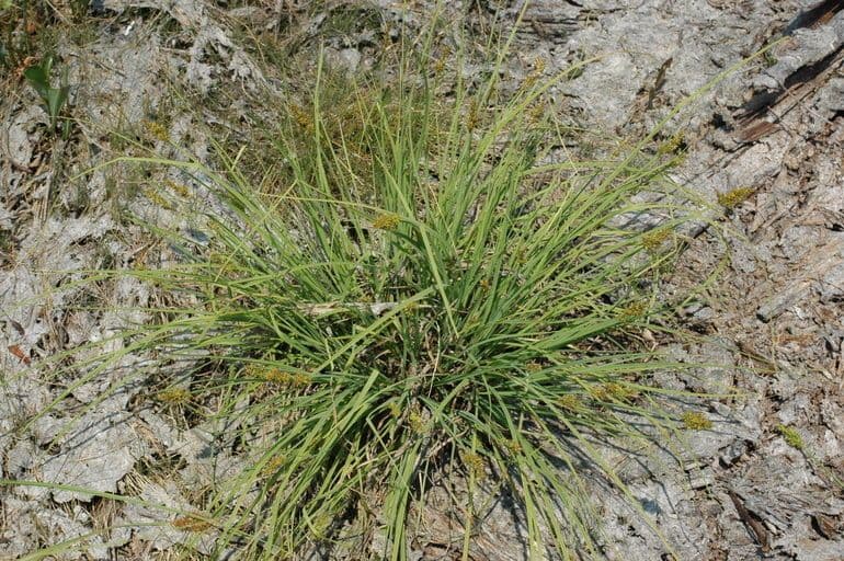 Noordelijke cluster zegge met fijne, oprechte grasstreng en compact groeipatroon
