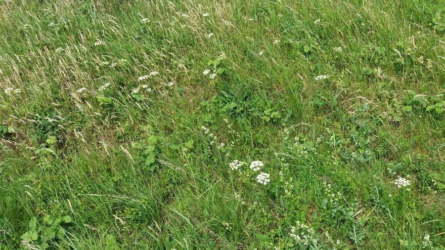 Black zira with fine foliage and white umbel flowers in a sunny, well-drained garden setting