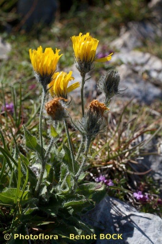 Hieracium dentatum mit leuchtend gelben Blutenkoepfen auf felsigem Bergboden