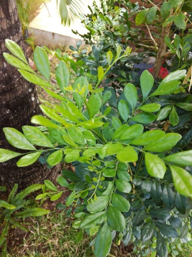 Murraya paniculata plant met witte bloemen en groene bladeren