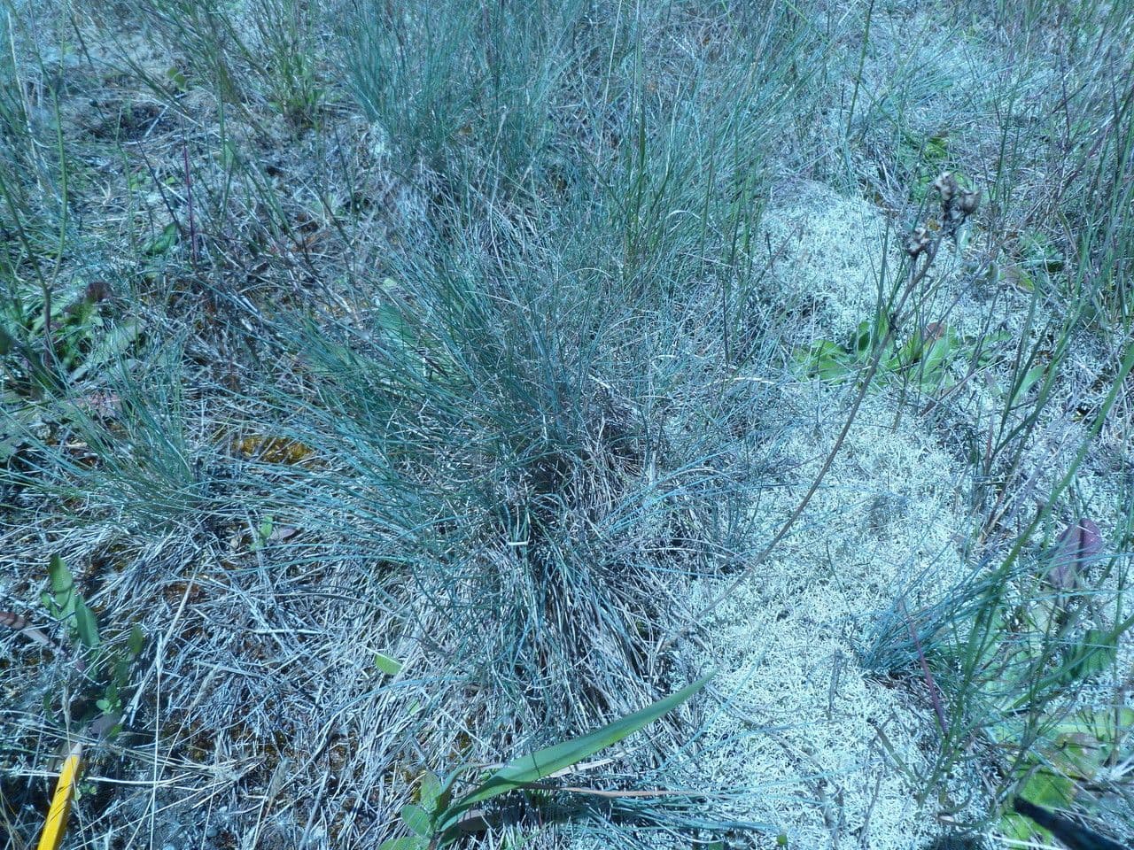 Croissance en bundles et structure foliaire de Festuca idahoensis