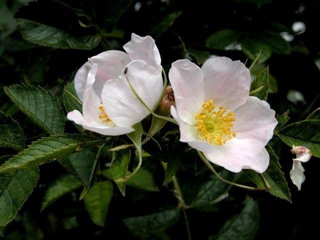 Rosier inodore avec fleur rose