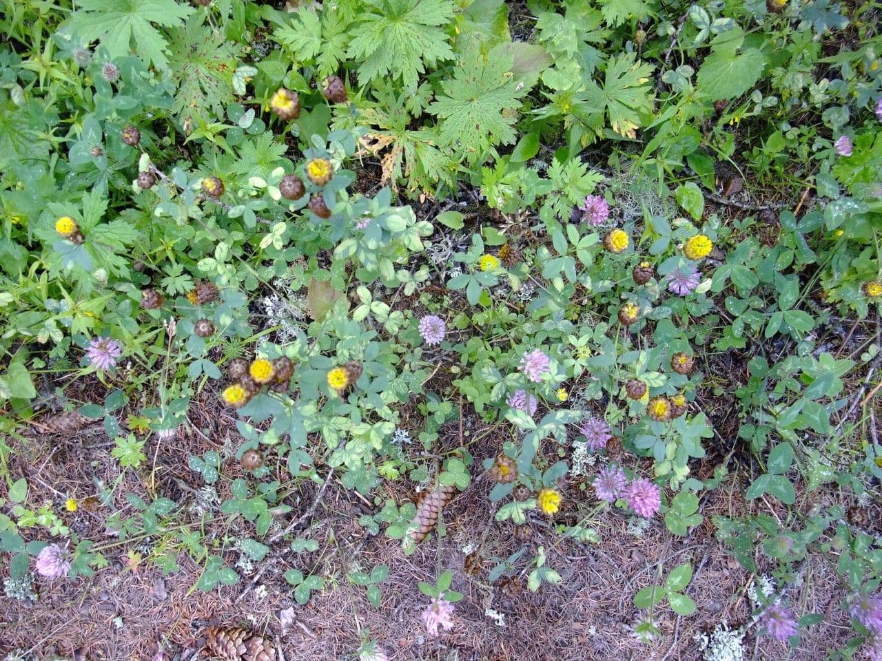 Trefle bai avec fleurs caracteristiques brun chataigne