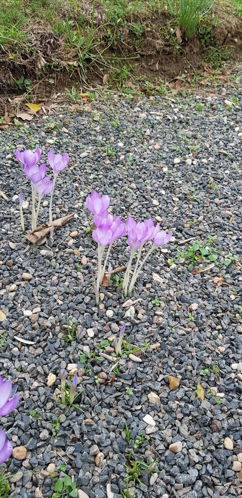 Griekse saffraan met lila bloemen in herfst